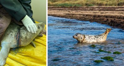 Seal recovers after life-threatening fishing line injuries